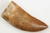 Carcharodontosaurus Tooth - Real Dinosaur Tooth #192975-1